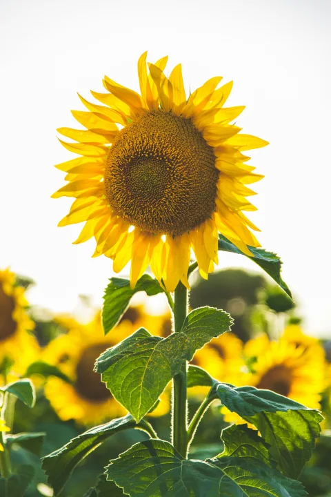 Sunlit Petals