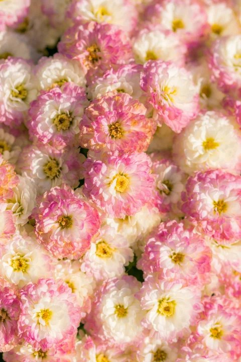 Wildflower Notes