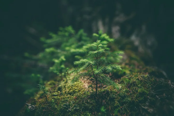 Forest Hush
